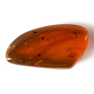 Natural History - Amber with Insect Inclusion