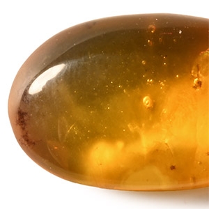 Natural History - Amber with Insect Inclusion