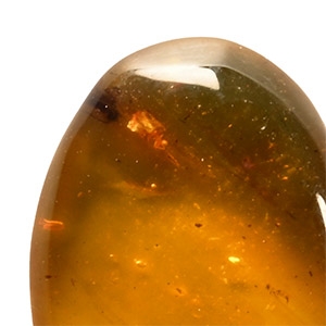 Natural History - Amber with Insect Inclusion
