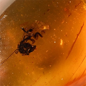 Natural History - Amber with Insect Inclusion
