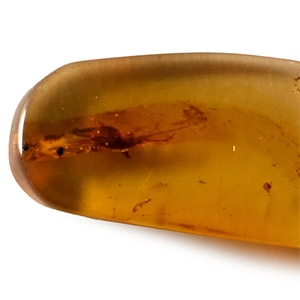 Natural History - Amber with Insect Inclusion