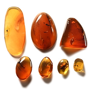Natural History - Amber with Insect Inclusion Group