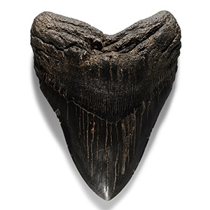 Natural History - Huge Megalodon Giant Shark Fossil Tooth