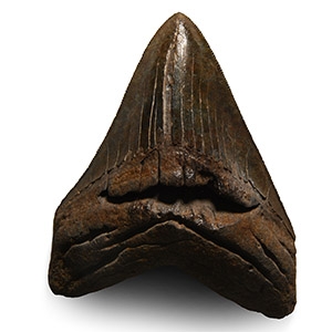 Natural History - Megalodon Giant Shark Fossil Tooth
