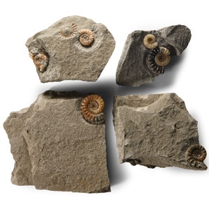 Natural History - British Promicroceras Fossil Ammonite Group