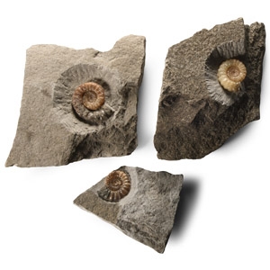 Natural History - British Promicroceras Fossil Ammonite Group