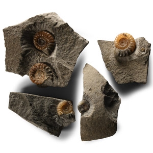 Natural History - British Promicroceras Fossil Ammonite Group