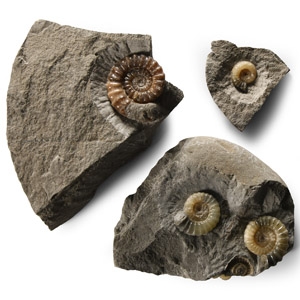 Natural History - British Promicroceras Fossil Ammonite Group