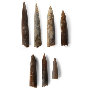 Natural History - British Fossil Belemnite Group
