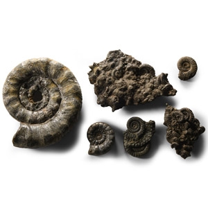 Natural History - British Mixed Pyrite with Ammonite Graveyards