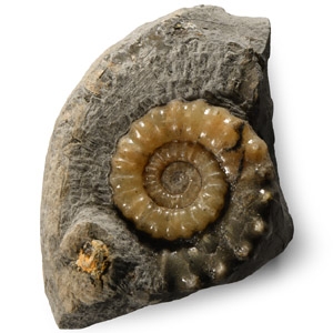 Natural History - British Xiphoceras Fossil Ammonite