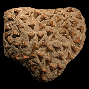 Very Large Matrix with Fossil Otodus Shark Teeth