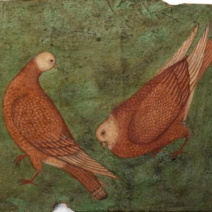 Indian Water Colour Painting of Courting Andaman Doves