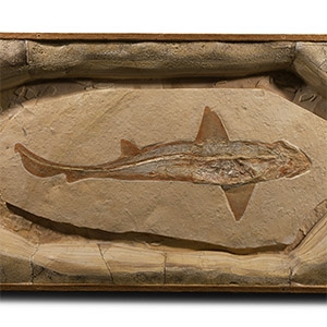 Natural History - Cretaceous Fossil Reef Shark