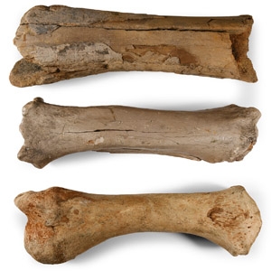 Large British Woolly Rhinoceros Fossil Leg Bone Group