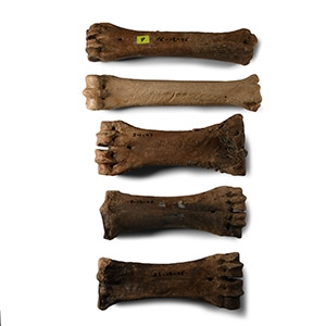 British Bison Fossil Leg Bone Group
