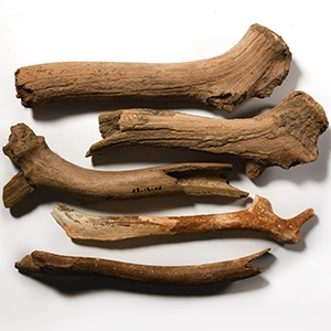 Natural History - British Deer Fossil Antler Section Group