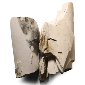 British Woolly Mammoth Fossil Tusk Section Group