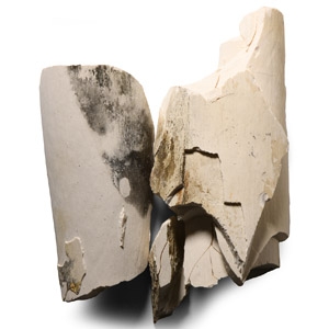 Natural History - British Woolly Mammoth Fossil Tusk Section Group