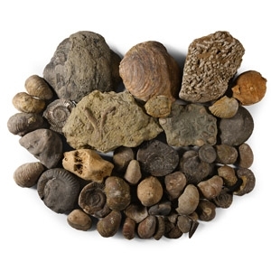 Historic Mixed Fossil Collection