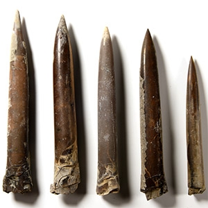 Giant British Fossil Belemnite Collection