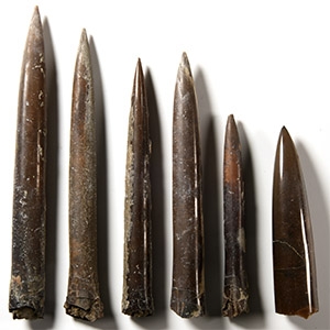 Natural History - Giant British Fossil Belemnite Collection