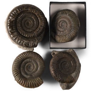 Natural History - British Fossil Ammonite Collection
