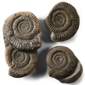 Natural History - British Fossil Ammonite Collection