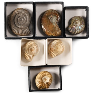 Fossil Ammonite Collection