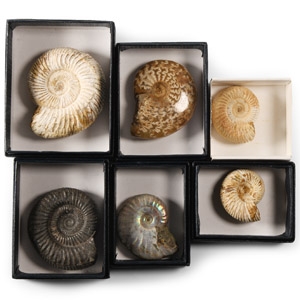 Natural History - Fossil Ammonite Collection