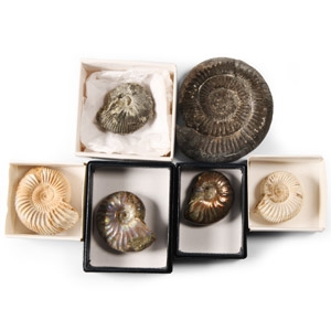 Natural History - Fossil Ammonite Collection