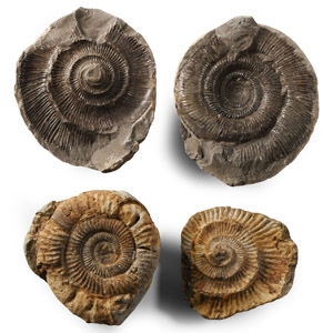 Natural History - British Fossil Ammonite Nodule Group
