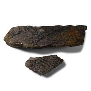 Natural History - British Fossil Fern Group