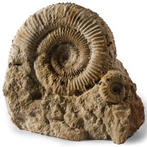 Natural History - British Fossil Ammonite Display
