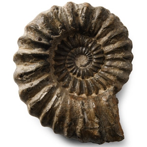 Natural History - British Fossil Ammonite