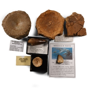 Natural History - Marine Dinosaur Fossil Collection