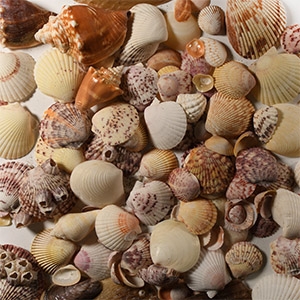 Natural History - Sanibel Island, USA, Seashell Collection