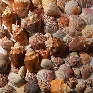Natural History - Sanibel Island, USA, Seashell Collection
