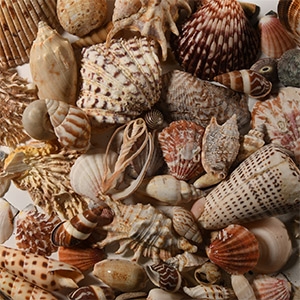 Natural History - Mixed Seashell Collection