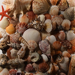 Natural History - Mixed Seashell Collection