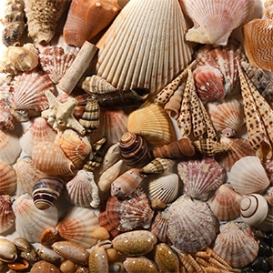 Mixed Seashell Collection