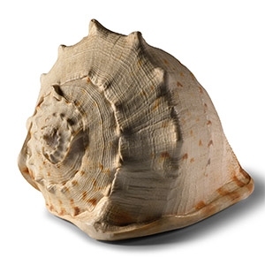Natural History - Giant Conch Shell