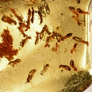 Large Polished Copal Amber with Termites