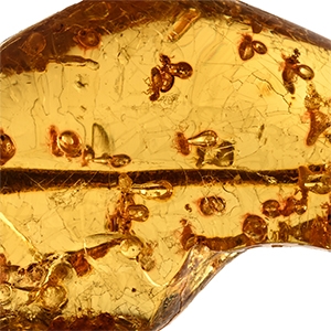 Natural History - Large Polished Copal Amber with Termites