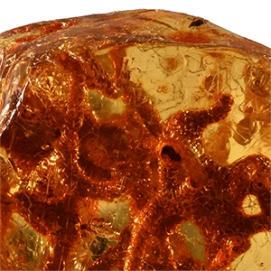 Large Polished Copal Amber with Termite Nest and Termites