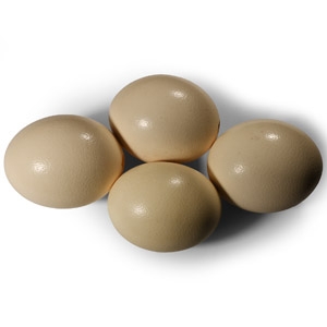 Ostrich Egg Collection