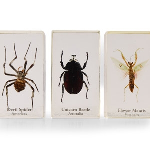 Natural History - Insect Paper Weight Group