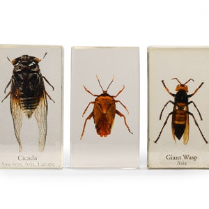 Insect Paper Weight Group