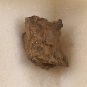 Natural History - Imilac Pallasite Meteorite