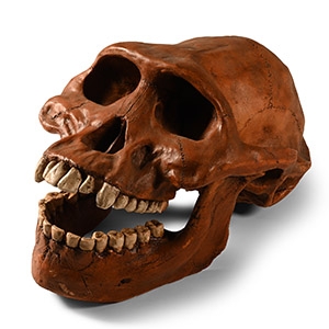 Natural History - Prehistoric Skull Replica